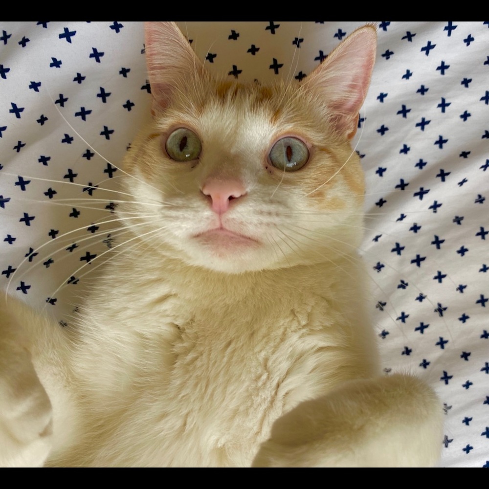 Meet your Posher, Laura